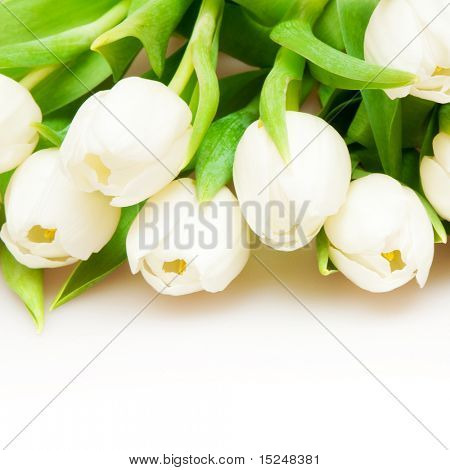 흰색 아름 다운 화이트 튤립
