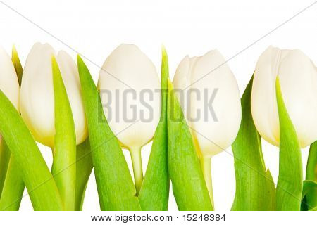 흰색 아름 다운 화이트 튤립