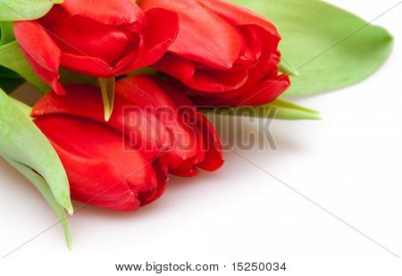 아름 다운 붉은 튤립 꽃다발