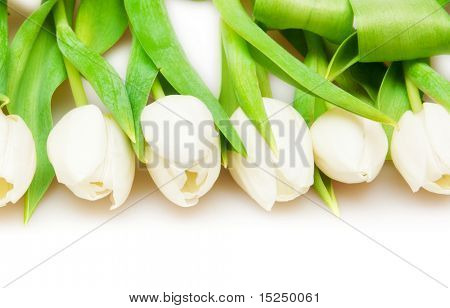 흰색 아름 다운 화이트 튤립