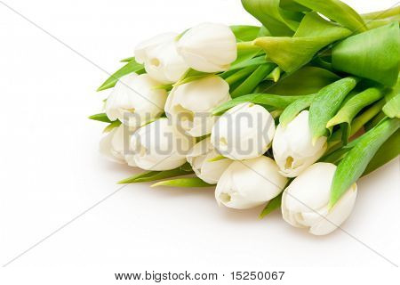 흰색 아름 다운 화이트 튤립