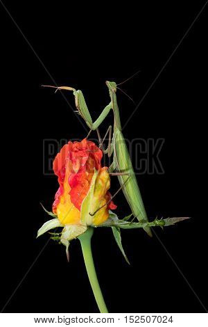 Green Praying Mantis Mantis religiosa sitting on a rosebud isolated on black in its typical pose waiting for insects to catch them. Outside of Europe this species is also called European Mantis.