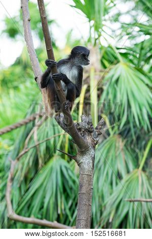Spider monkey on a tree