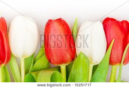 아름 다운 붉은 색과 흰색 튤립