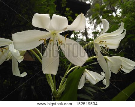 Beautiful white flower in Indonesian forest is awesome