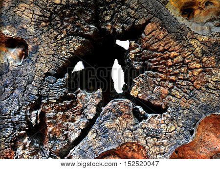 Stump Removal texture with big hole with white background
