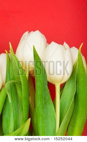아름 다운 흰 튤립 레드