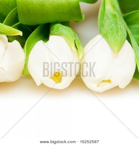 흰색 아름 다운 화이트 튤립