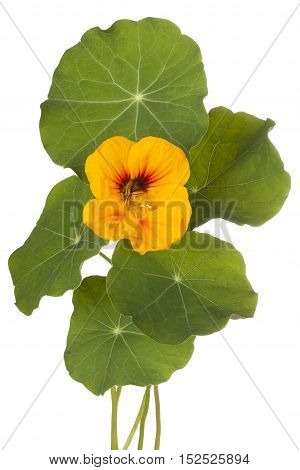Nasturtium