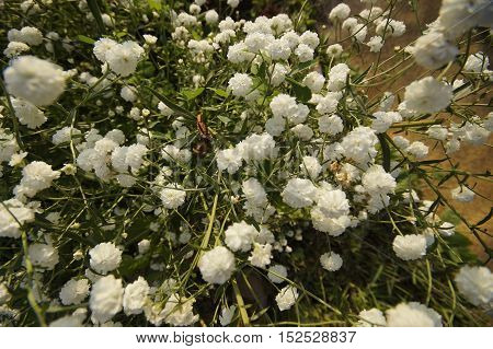 photo of a blooming white Achillea Ptarmica