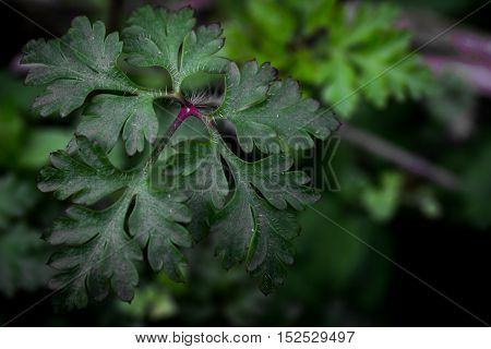 some herb leafs as a close up foto