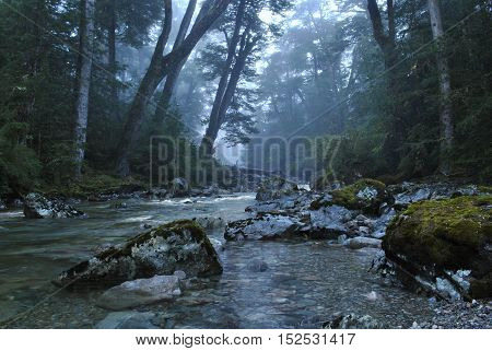 River running through misty, dense forest creating a magical atmosphere