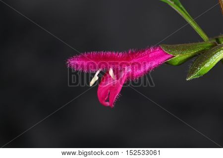 A flower of Buchanans sage (Salvia buchananii)