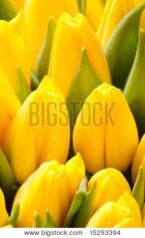 krásné žluté tulipány, velké kytice