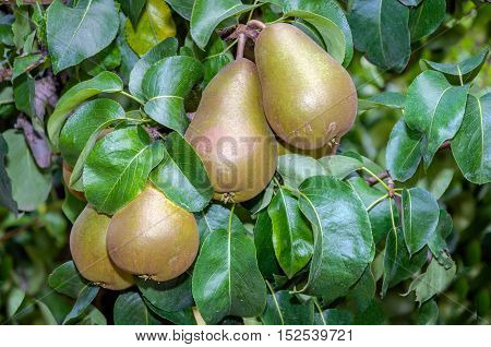 Closeup of almost harvest ripe Triomphe de Vienne pears growing on a tree in a Dutch orchard with pear espalies on a sunny day in the fall season.