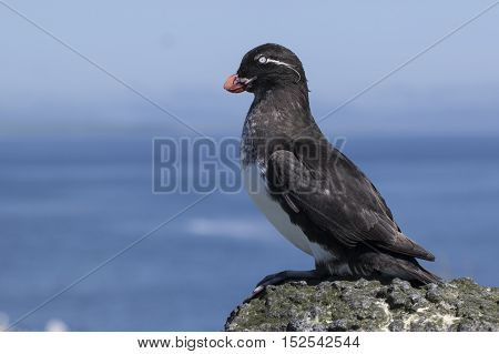 parakeet auklet sitting on a rock near the colony sunny summer day