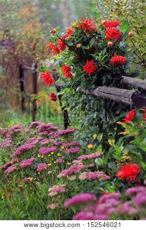 aster flowers for design garden landscape autumn
