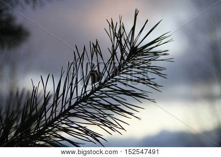 Blurred background with pine branch at sunset.