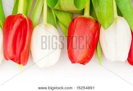 아름 다운 붉은 색과 흰색 튤립