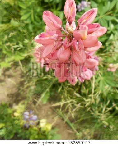 Beautiful pink flower in the garden in summer