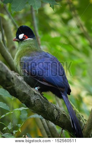 Hartlaub's turaco (Tauraco hartlaubi). Wildlife animal. 