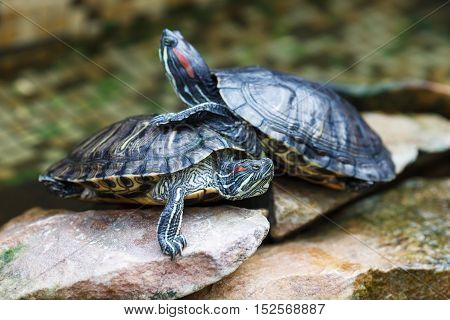 Trachemys scripta elegans. Decorative red-eared turtles are sitting on the rocks in an artificial reservoir. Shallow depth of field. Selective focus.