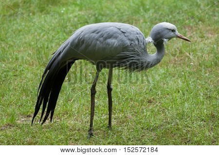 Blue crane (Grus paradisea), also known as the Stanley crane or paradise crane. Wildlife animal. 