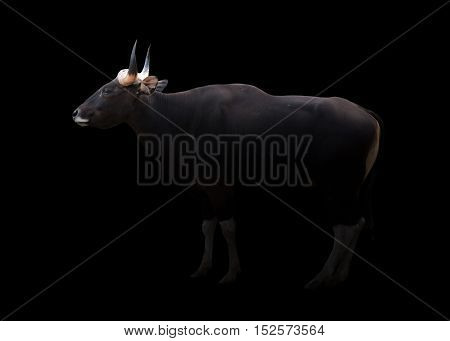 Banteng In The Dark