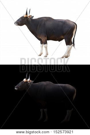 Banteng In The Dark And White Background