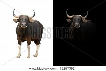 Banteng In The Dark And White Background