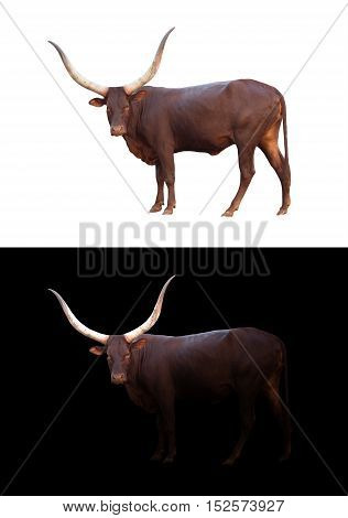 Watusi In The Dark And White Background