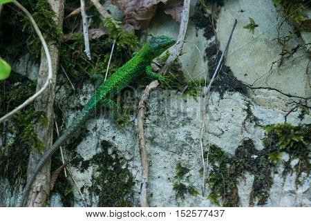 The green lizard sitting on a rock