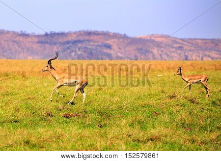 Two Impala running through the lush green plains in Bumi National Park - Zimbabwe