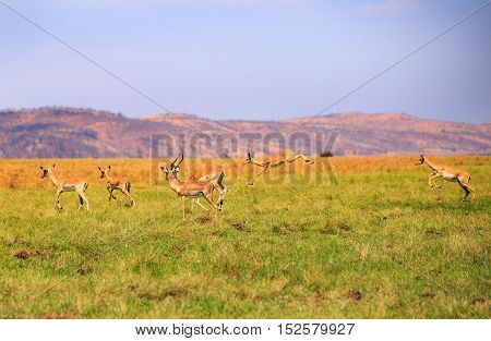 Herd of Impala jumping in mid air in Bumi National Park
