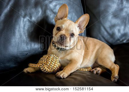 French Bulldog Puppy - Canis lupus familiaris