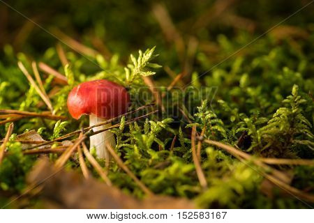 Single Small Red Mushoom In Green Moss