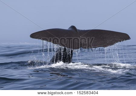 the tail of a sperm whale which dives into the water a summer day