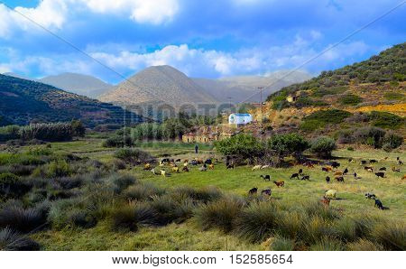 Typical Cretan landscape with sheeps, goats and shepperd.