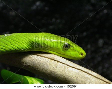 Groene Mamba
