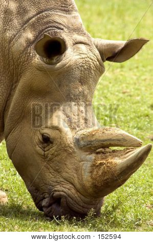 Nashorn