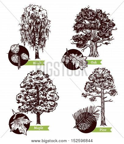 Four various sketch deciduous trees and leaves design concept isolated on white background hand drawn vector illustration