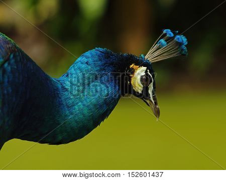 Close up of peacock's head on green blurred background. Location - Malaysia.