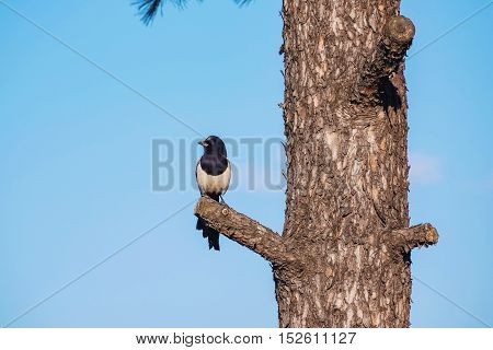 Magpie perched on a tree with blue sky outdoors
