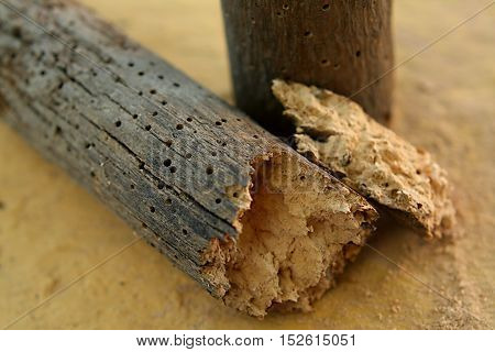 A piece of wood decayed by woodworms