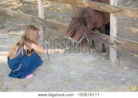 little girl feeding a pony with grass through a fence