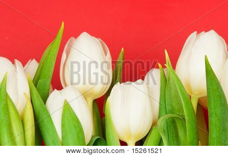 아름 다운 흰 튤립 레드