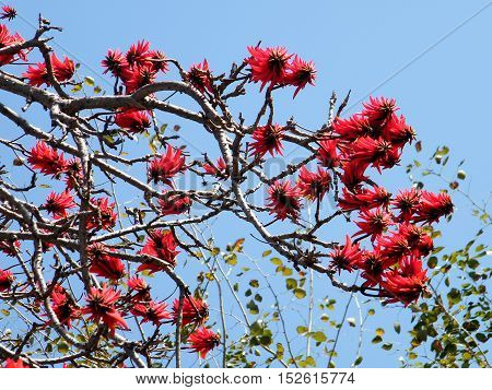 The Coral Tree flowers in Wolfson Park of Ramat Gan Israel March 3 2011