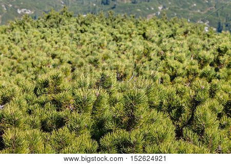 closeup of dwarf mountain pine shrubs background