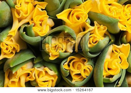 krásné žluté tulipány dvojí, pozadí