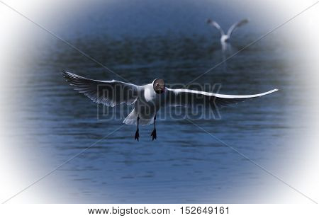 a black headed gull flying over water
